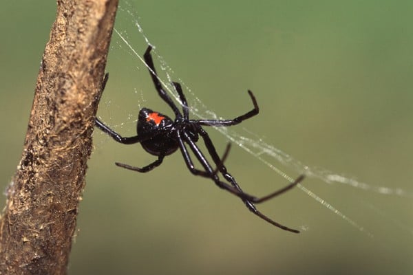 Black Widow Spiders: Facts, Identification & Prevention
