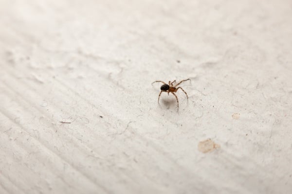 Spider crawling on white floor