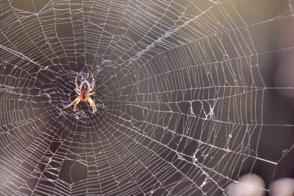 Spider in middle of web