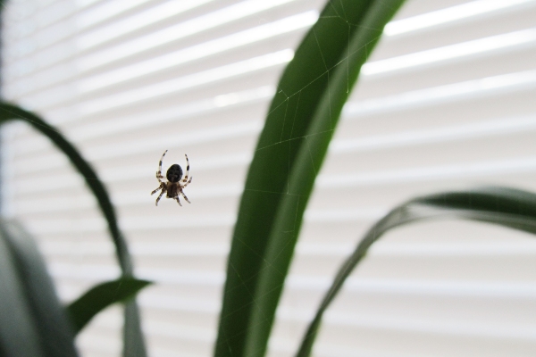Spider in plant