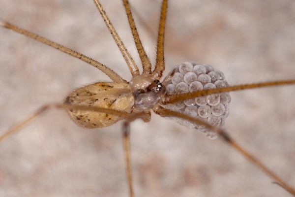 Signs of Spiders in Your House- Early Signs of Spiders