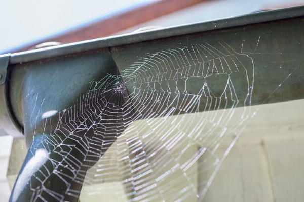 Signs of Spiders in Your House- Early Signs of Spiders