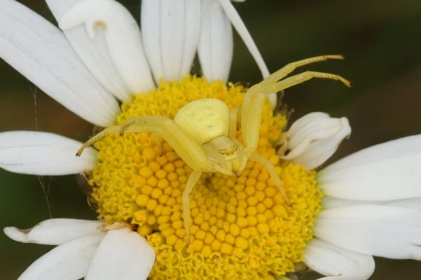 Crab spider camo