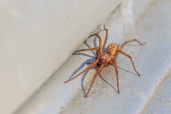 The hobo spider