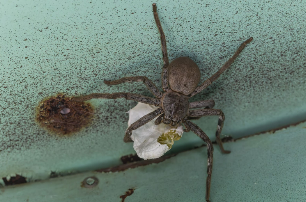 huntsman spider with eggs