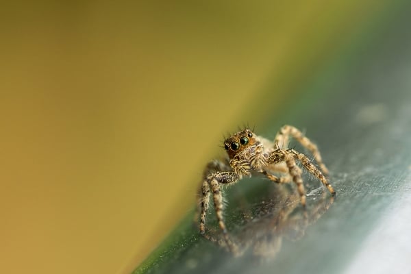 Jumping spider
