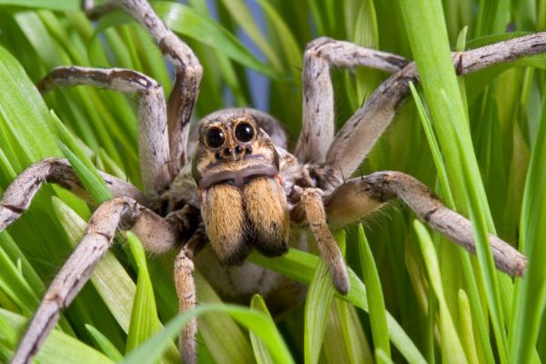 Wolf Spiders Facts Behavior Identification wolf-spiders-facts-behavior-identification