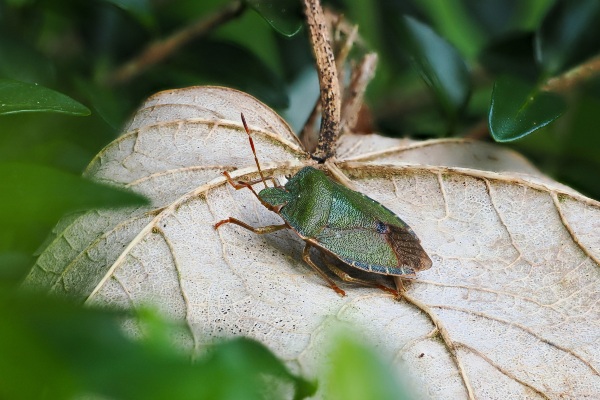 Hash Bug Green Poisonous Insects