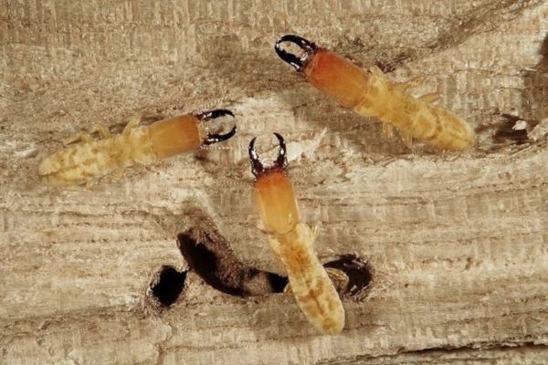 Drywood termite