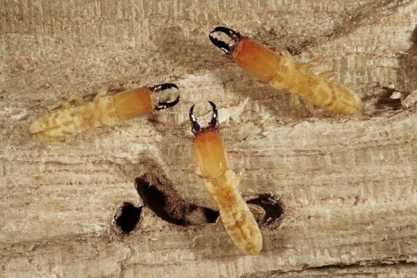 Drywood termite