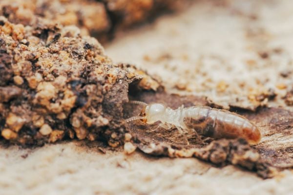 Subterranean termite vs drywood section