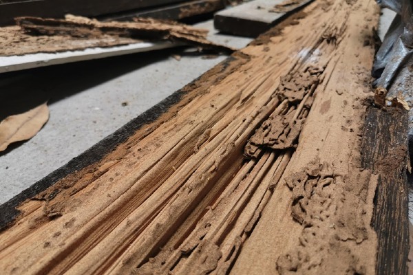 termite mud tubes on firewood
