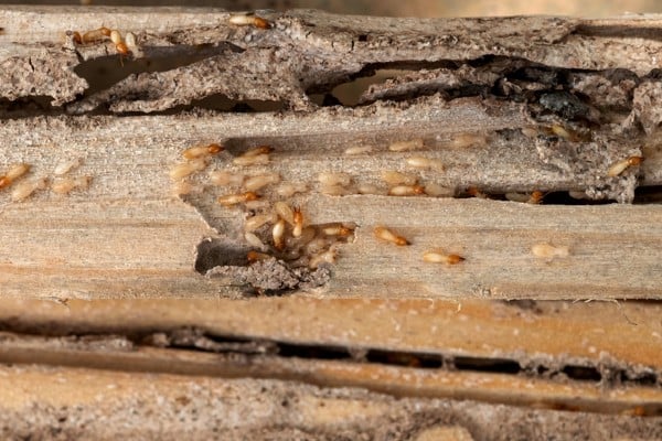 Wood damage caused by termites