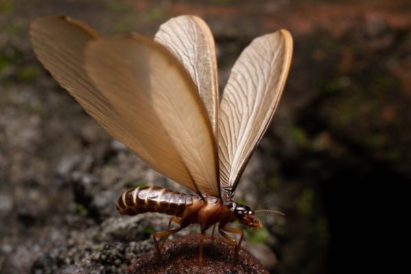 Winged termite