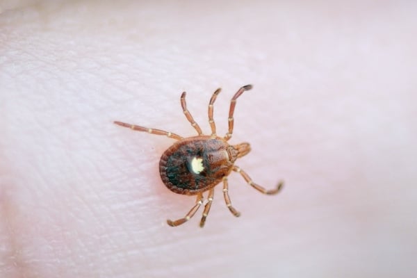Lone star tick on skin