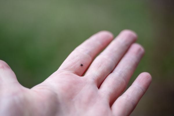 Tick on hand