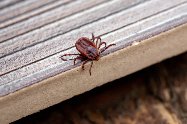 Tick on platform