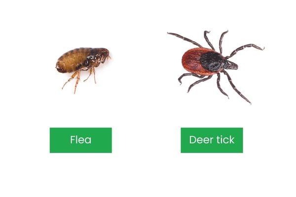 Dog Fleas And Ticks Canishield Flea And Tick Collar For Dogs Beaphar
