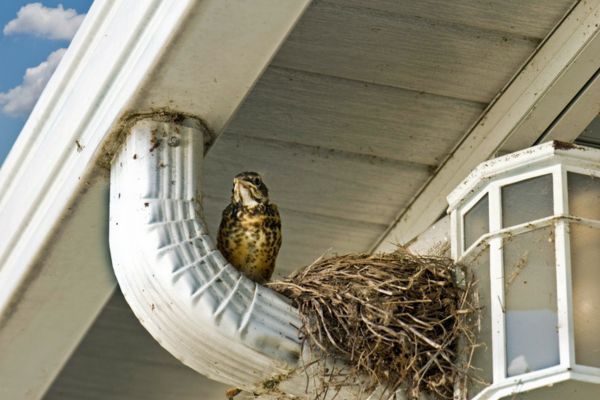 Small bird perched on a metal downspout elbow next to a straw bird nest