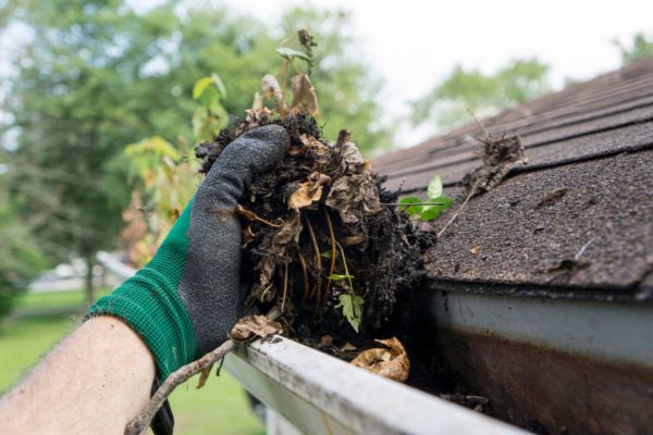 Gloved hand removing a clump of wet leaves and debris from a clogged roof gutter