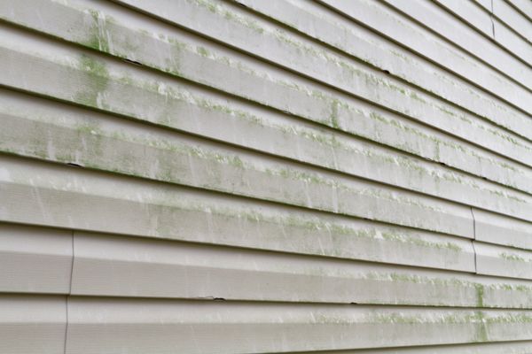 Green mold and mildew buildup along beige vinyl home siding