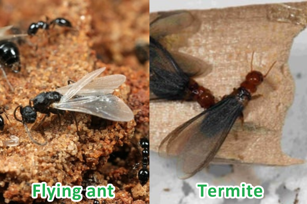Ant termite side by side