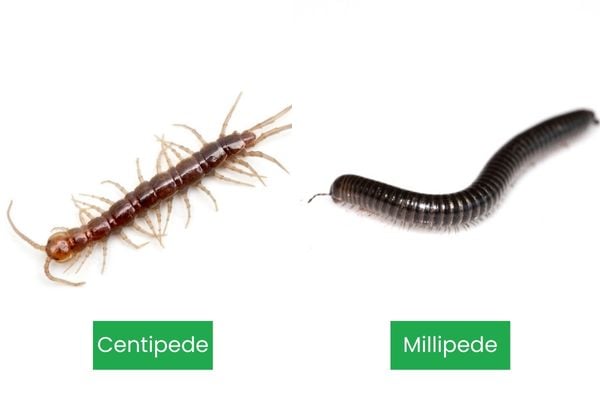 Centipede vs. Milipede