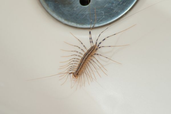 Centipede in a sink