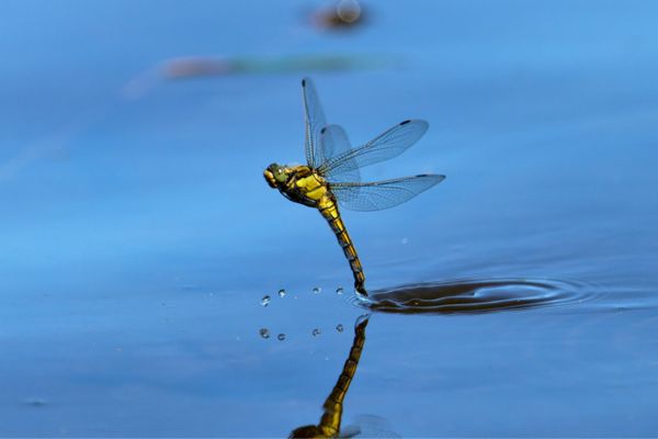 dragonfly in the water