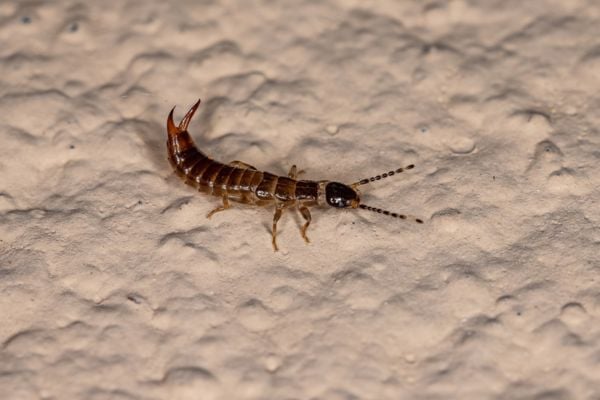 Earwig appearance