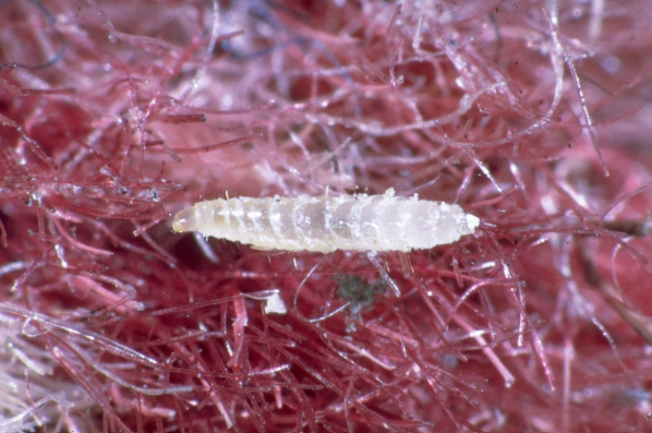 Flea Life Cycle How Long Do Fleas Live flea-life-cycle-how-long-do-fleas-live