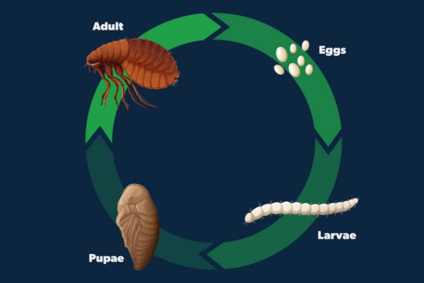 Flea Life Cycle: How Long Do Fleas Live?