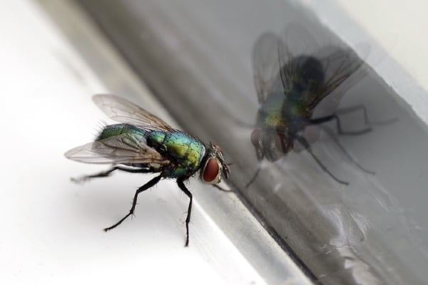 Fly reflection