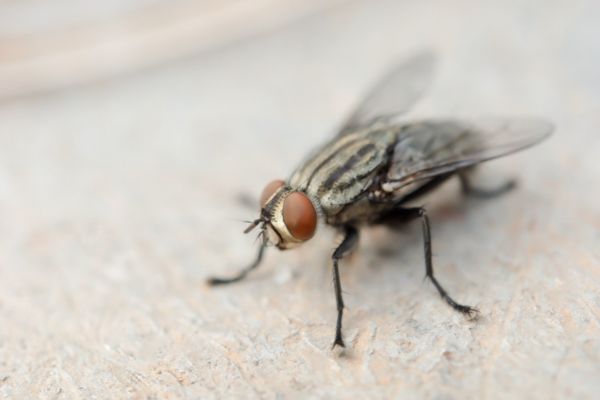 Singing Fly Insect Identifying Pest and Wildlife Sounds
