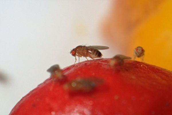 Bed bug on fabric