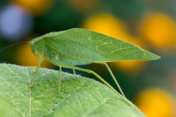 Katydid