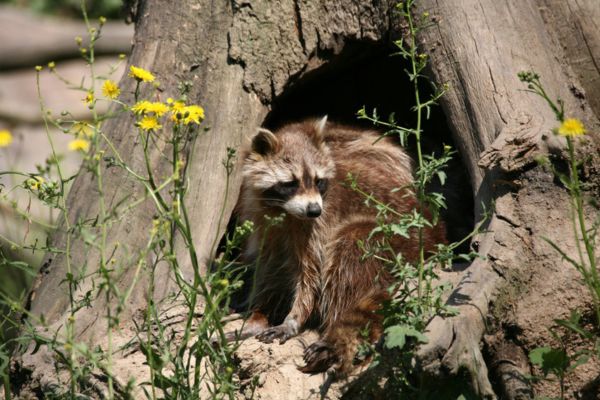 Where Do Raccoons Live At Night And During The Day where-do-raccoons-live-at-night-and-during-the-day