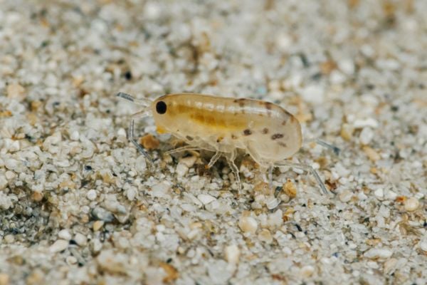 sand flea