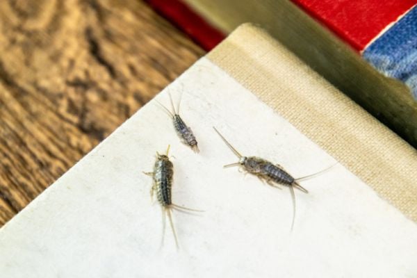 Silverfish on book
