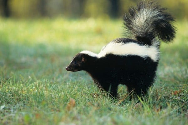 Skunk spraying
