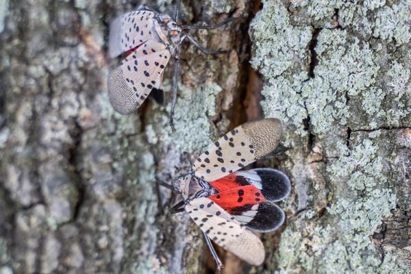 Spotted lanternfly adult