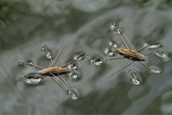water striders gerridae