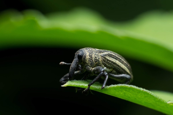 Weevil boil