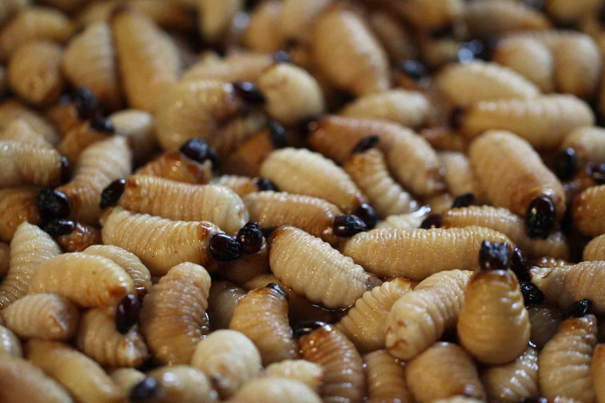 Weevil Life Cycle: How Long do Weevils Live?