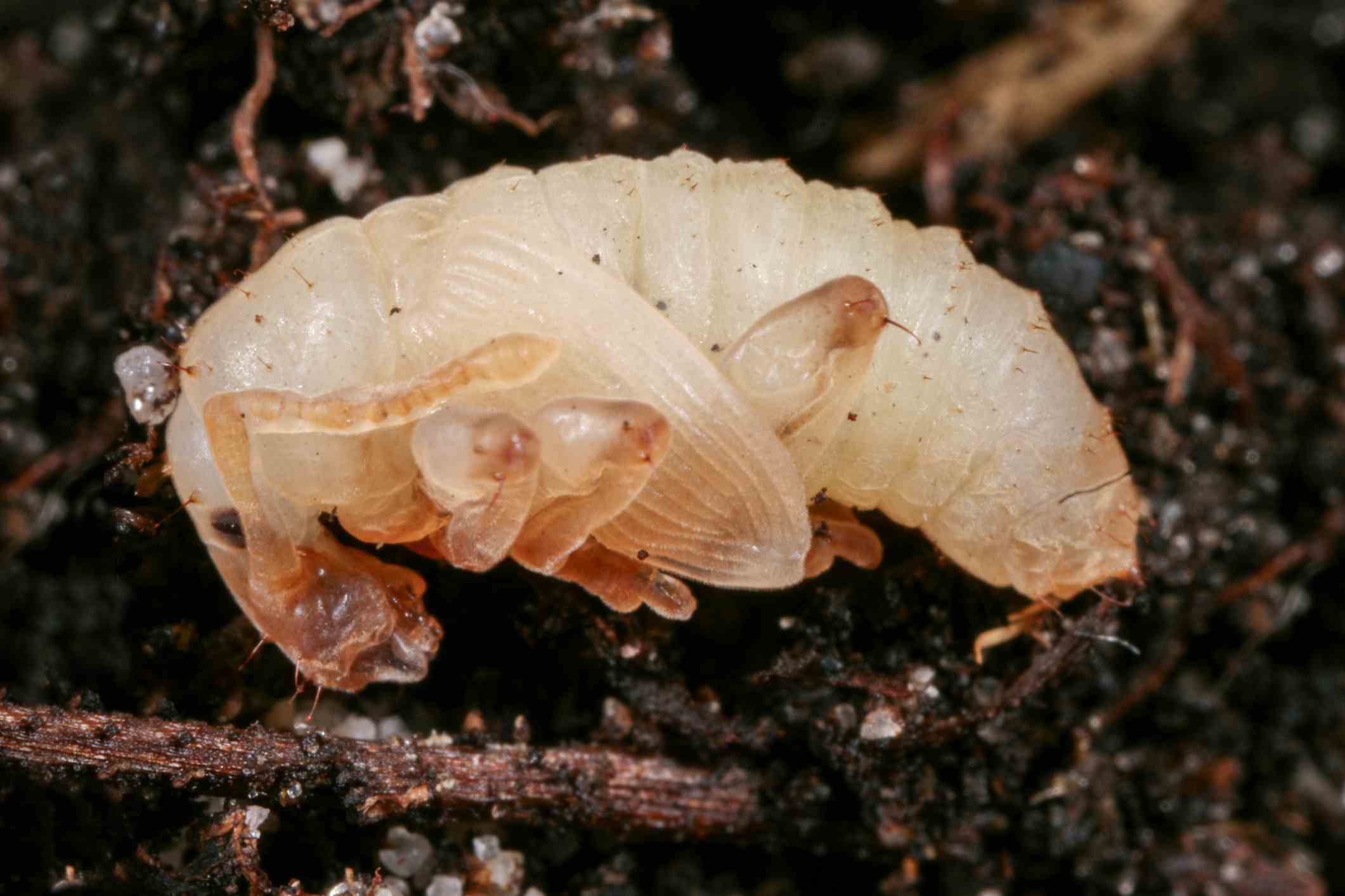 Weevil Evolution Weevil Life Cycle: How Long do Weevils Live?