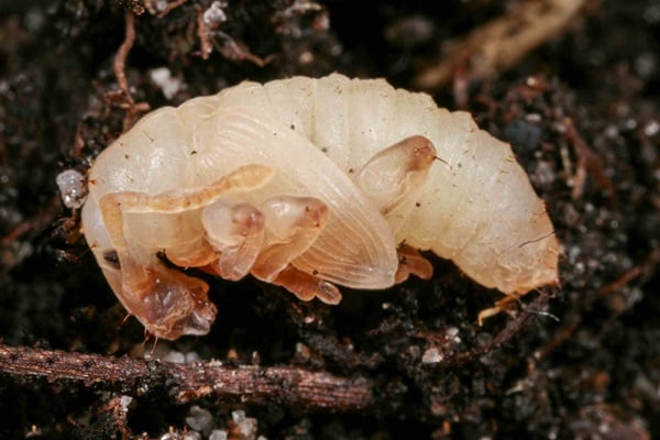 Weevil pupa