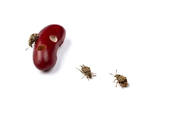 Weevils Bean