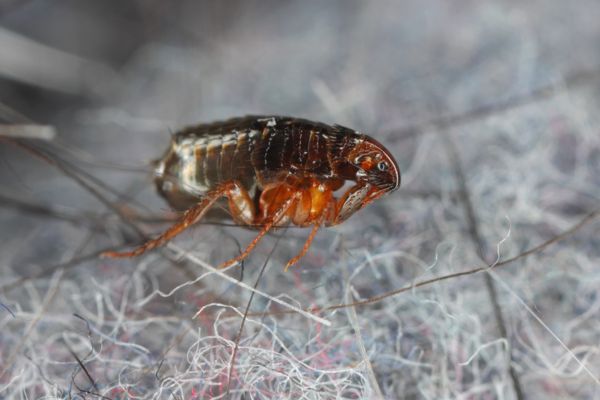 Flea on a bed cloth close up