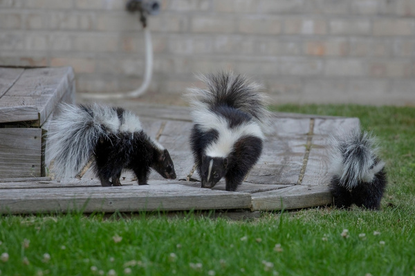 Three black and white skunks sniffing a low wooden platform on a green lawn in front of a light brick wall.