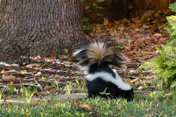 A black and white skunk with a fluffy tail standing in green grass and fallen leaves near the base of a tree trunk.